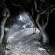 Woman entering wonderland forest... (thumbnail)
