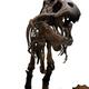 Tyrannosaurus Rex... (thumbnail)