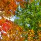 Autumn Nature... (thumbnail)