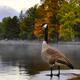 Canada Goose by the lake in autumn Muskoka Ontario... (thumbnail)