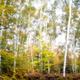 Birch Forest in autumn Muskoka Canada... (thumbnail)