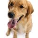 Golden Retriever... (thumbnail)