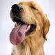 Golden Retriever... (thumbnail)