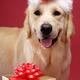 Golden Retriever in Santa Hat... (thumbnail)