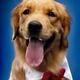 Golden Retriever... (thumbnail)