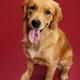Golden Retriever on Red... (thumbnail)