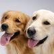 Portrait of Two Golden Retrievers... (thumbnail)