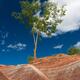 Tree in Badlands... (thumbnail)