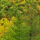 Abstract Colorful Trees in Fall... (thumbnail)