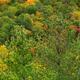 Colorful Autumn Trees... (thumbnail)