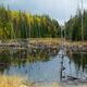 Drowned Trees... (thumbnail)