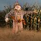 Scarecrow in a Corn Field... (thumbnail)