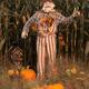 Scarecrow in a Corn Field... (thumbnail)