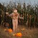 Scarecrow in a Corn Field... (thumbnail)