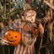Scarecrow with a Carved Pumpkin  in a Corn Field... (thumbnail)