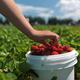 Strawberry Farm... (thumbnail)