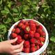 Strawberry Farm... (thumbnail)