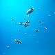 Oxygen Bubble in Water... (thumbnail)