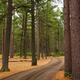 Road Through Fall Scenery... (thumbnail)