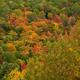 Abstract Colorful Trees in Fall... (thumbnail)