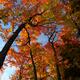 Fall Nature Scenery... (thumbnail)