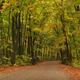 Road Through Fall Scenery... (thumbnail)