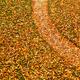 Lawn Covered with Fallen Leaves... (thumbnail)