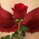 Woman Holding a Red Rose... (thumbnail)