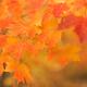 Red Maple Leaves... (thumbnail)