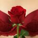 Woman Holding a Red Rose... (thumbnail)