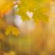 Maple Leaves Fall Nature Scenery... (thumbnail)
