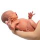 Newborn Baby in Mother's Hands... (thumbnail)