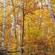Birch Trees Fall Scenery... (thumbnail)
