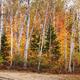 Birch Trees Fall Scenery... (thumbnail)