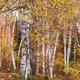 Birch Trees Fall Scenery... (thumbnail)