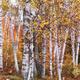 Birch Trees Fall Scenery... (thumbnail)