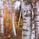 Birch Trees Fall Scenery... (thumbnail)