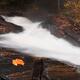 Cascade Waterfall Fall Nature Scenery... (thumbnail)