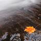 Red Maple Leaf Lying Close to Water Stream... (thumbnail)