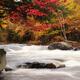 River Rapids Fall Nature Scenery... (thumbnail)