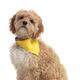 Cockapoo Dog Isolated on White Background... (thumbnail)