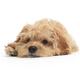 Cockapoo Dog Isolated on White Background... (thumbnail)