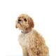 Cockapoo Dog Isolated on White Background... (thumbnail)