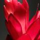 Red Ginger Alpinia Purpurata Flower... (thumbnail)