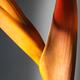Yellow Heliconia... (thumbnail)