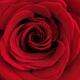 Beautiful Red Rose... (thumbnail)