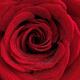 Beautiful Red Rose... (thumbnail)