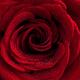Beautiful Red Rose... (thumbnail)