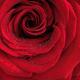 Beautiful Red Rose... (thumbnail)