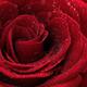 Beautiful Red Rose... (thumbnail)